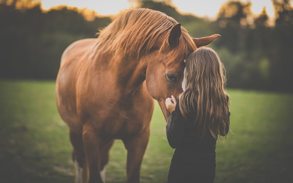 Vertrauensvoll, ohne Druck und Zwang - so sollte der Umgang mit dem Partner Pferd aussehen.