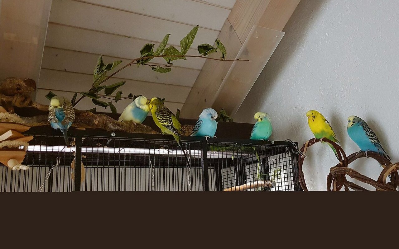 Die Wellensittiche haben Freiflug und knabbern an Gräsern.