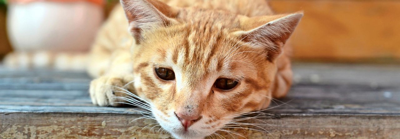 In einem Versuch zeigten zwei Drittel der Katzen, die einen tierischen Freund verloren hatten, Verhaltensänderungen, die der Trauer von Menschen ähnlich waren.