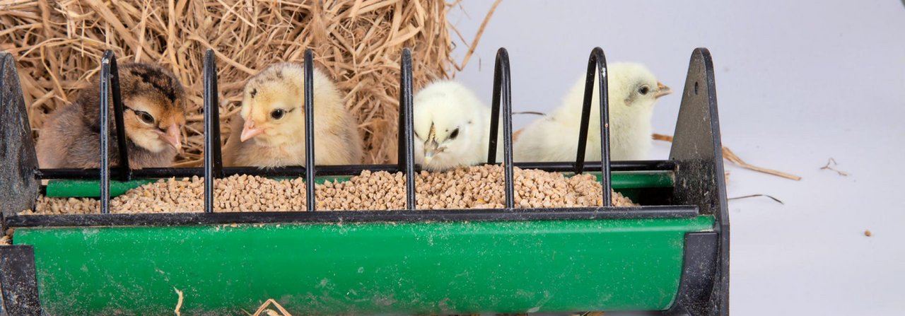 Das Futtergeschirr scheint in den ersten Tagen noch etwas zu gross für die Küken. Doch die Tiere wachsen schnell.