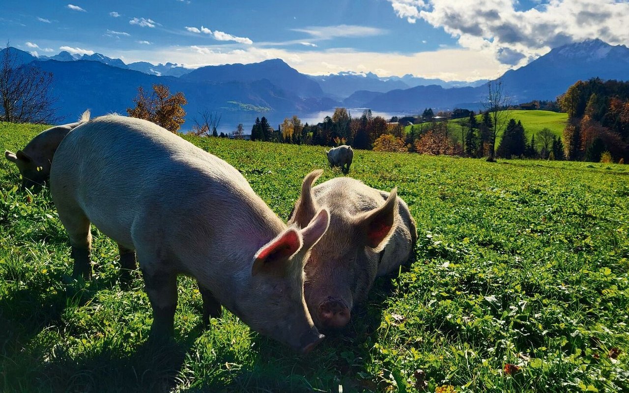 Dank des grossen Auslaufs blieb ein Grossteil der Wiese auch nach Wochen unbeschädigt.