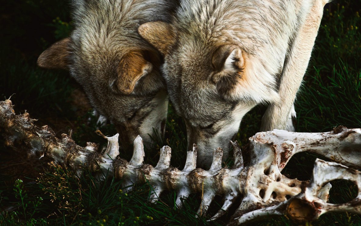 Wölfe fressen Huftiere wie Hirsche, Rehe und Elche, aber auch kleinere Säuger