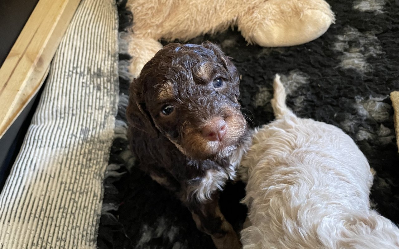 Die Lagotto-Welpen von Regula Berger werden von Woche zu Woche neugieriger. 