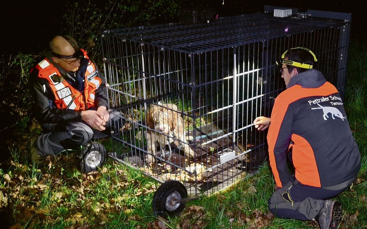 Mit solchen Lebendfallen werden ausgebüxte Hunde wieder eingefangen.