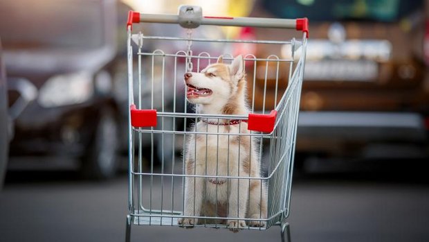 Hund im Einkaufswagen