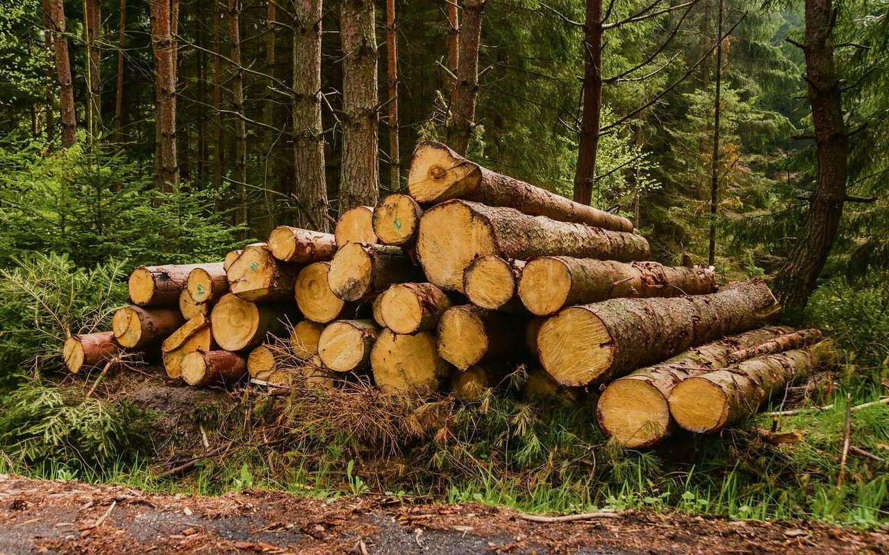 Holz ist das meistgenutzte Pflanzenprodukt der Welt.