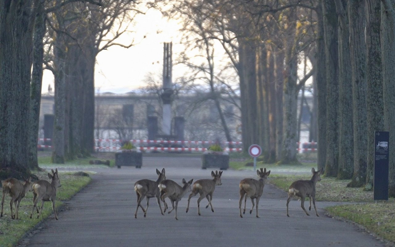 Rehe frühmorgens auf dem Friedhof am Hörnli in Basel.