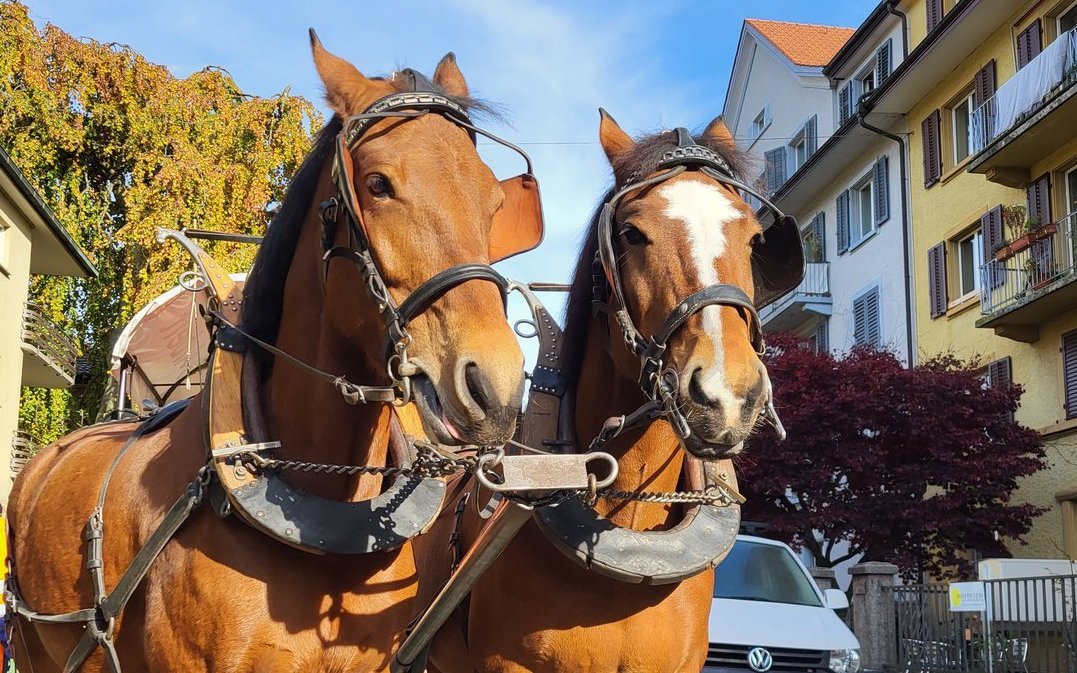 Die beiden Freiberger Joy und Beno erwarten geduldig die nächsten Anweisungen.