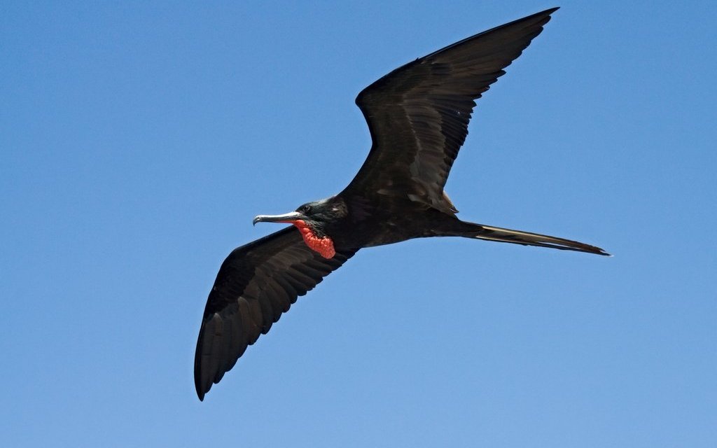 Die Vögel können sehr lange in der Luft bleiben. 