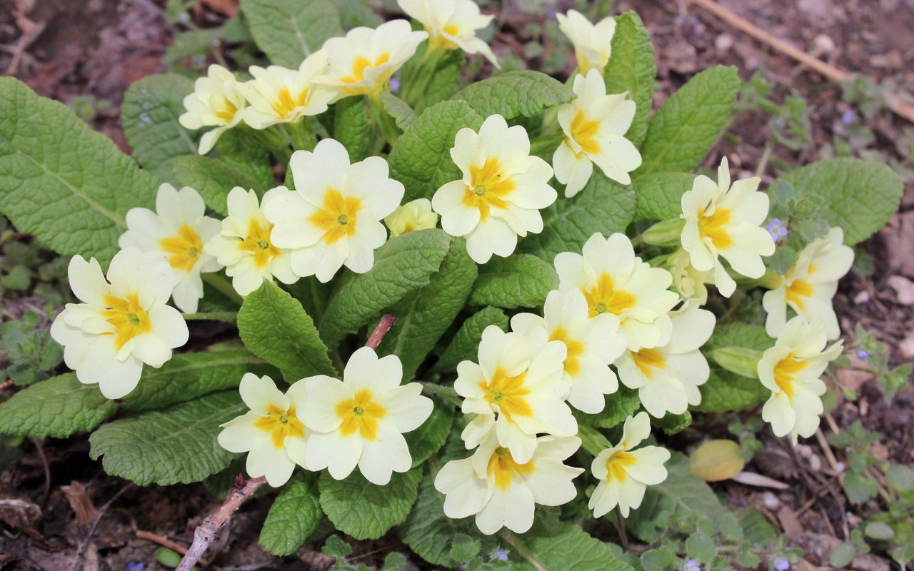 Erdprimel (Primula vulgaris)