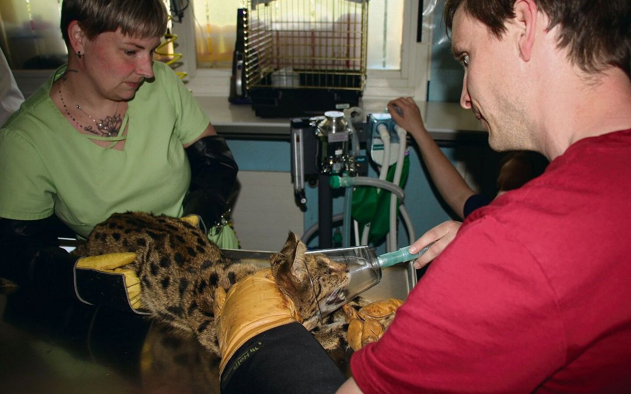 Bild unten: Dr. Tobias Blaha und eine tiermedizinische Praxisassistentin narkotisieren die Savannah-Katze.