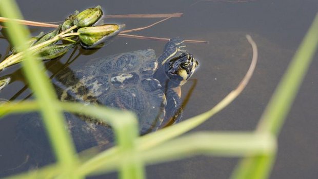 schildkroete