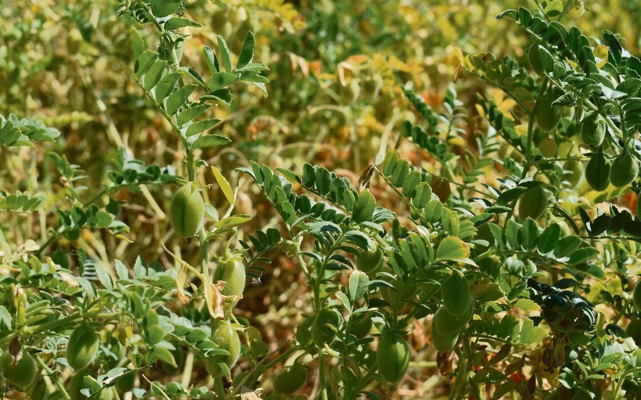 Erträge im Schweizer Pflanzenbau sinken. Verbände fordern besseren Grenzschutz und Innovationsförderung für einheimische Produkte.