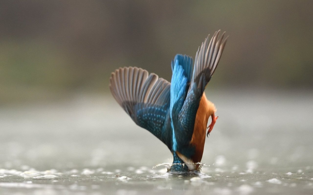 Die Jagdstrategie des Eisvogels wird Fangstoss genannt. 