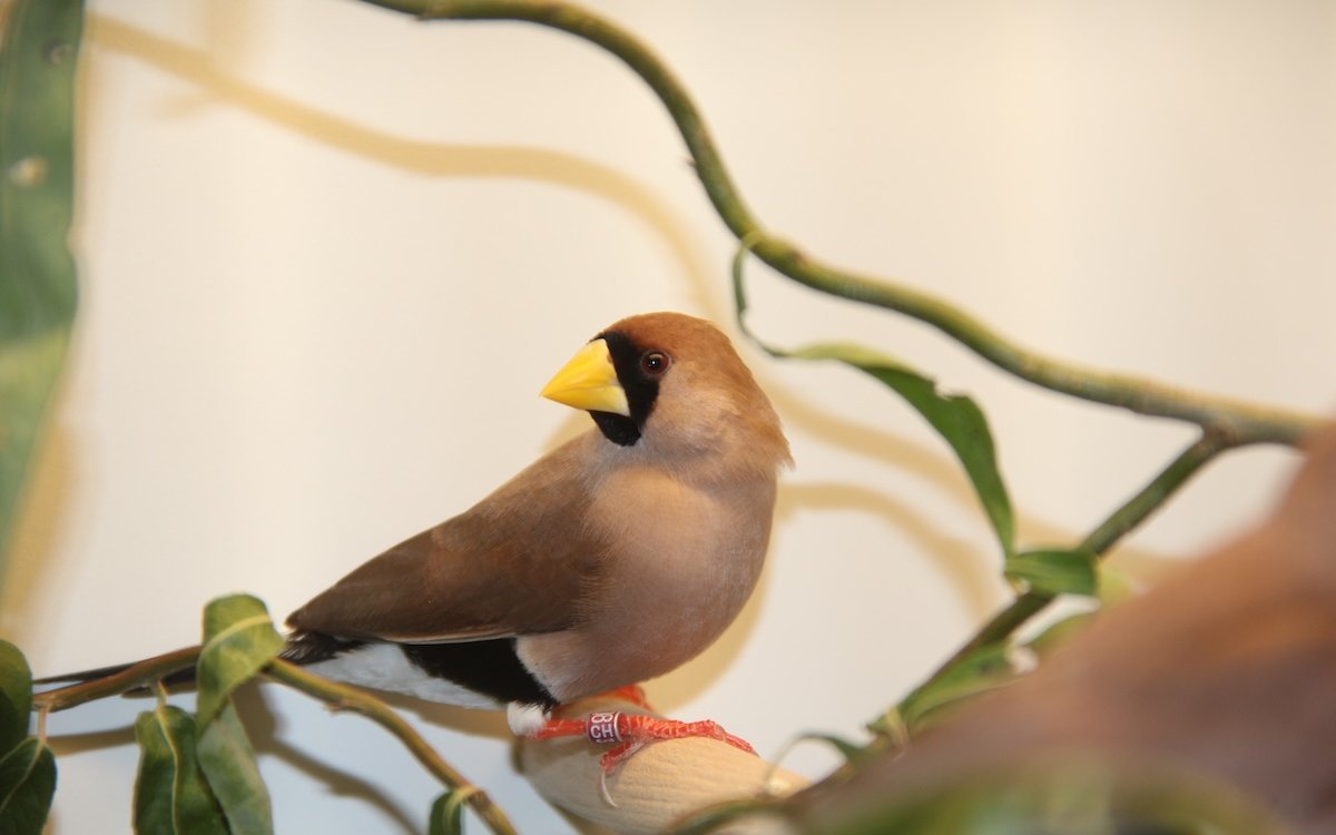 Maskenamadinen haben ein unverwechselbares Aussehen und leben seit vielen Jahren in Menschenhand. 