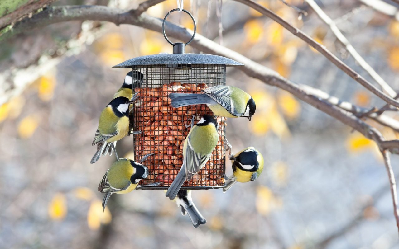 Zum Beobachten von Vögeln ist eine Futterstelle zum Anlocken der Tiere ideal. Profitieren tun von der Nahrung allerdings nur häufige Vogelarten. 
