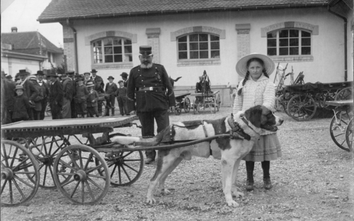 4) Zughundeprüfung in Langenthal 1913.