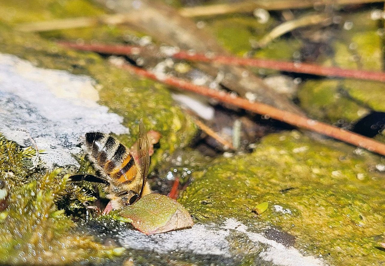 Bienen halten kaum mal länger als eine Sekunde still. Das macht sie zu schwierigen Models für Handyfotos.