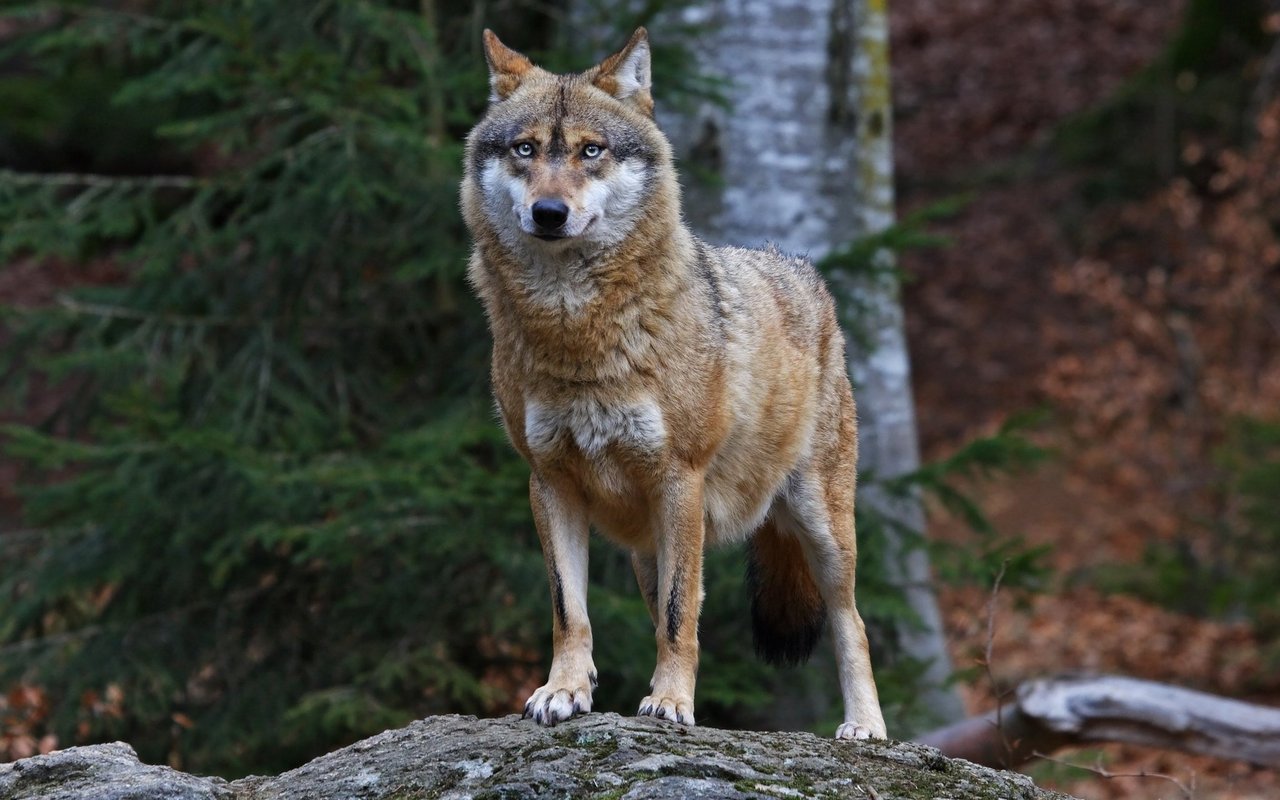 Seit 1995 wandern immer wieder einzelne Wölfe von Italien und Frankreich in die Schweiz ein. 