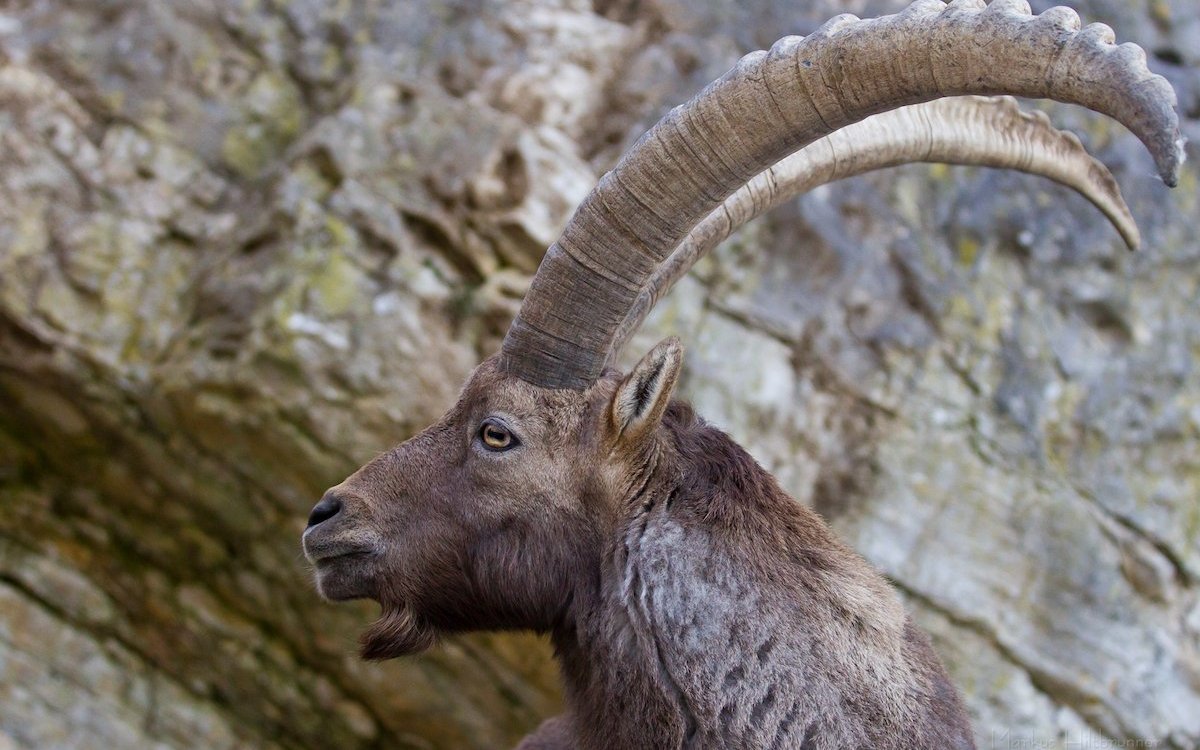 Steinböcke klettern im Tierpark Biel an natürlichen Felswänden. 