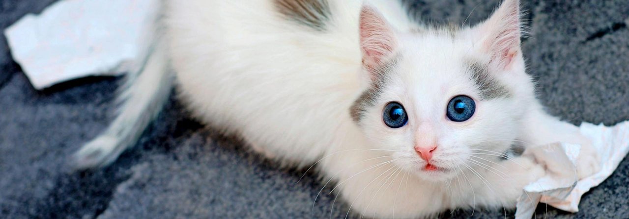Wer könnte diesem Kätzchen böse sein? Die richtige Reaktion ist: Ignorieren.