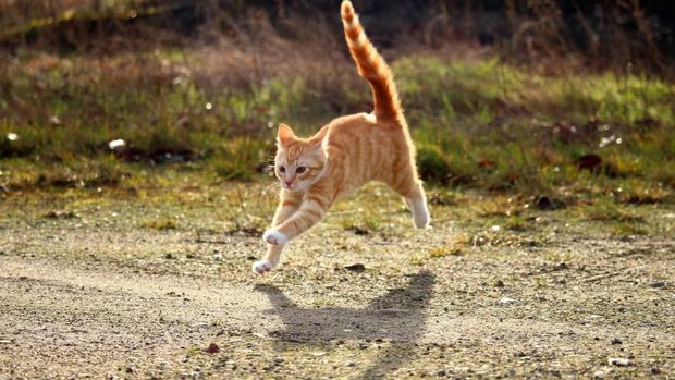 katze springt