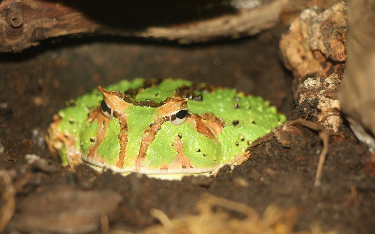 Der Schmuckhornfrosch wird im Vivarium de Meyrin gehalten und kann auch von privaten Liebhaberinnen und Liebhabern gepflegt werden.