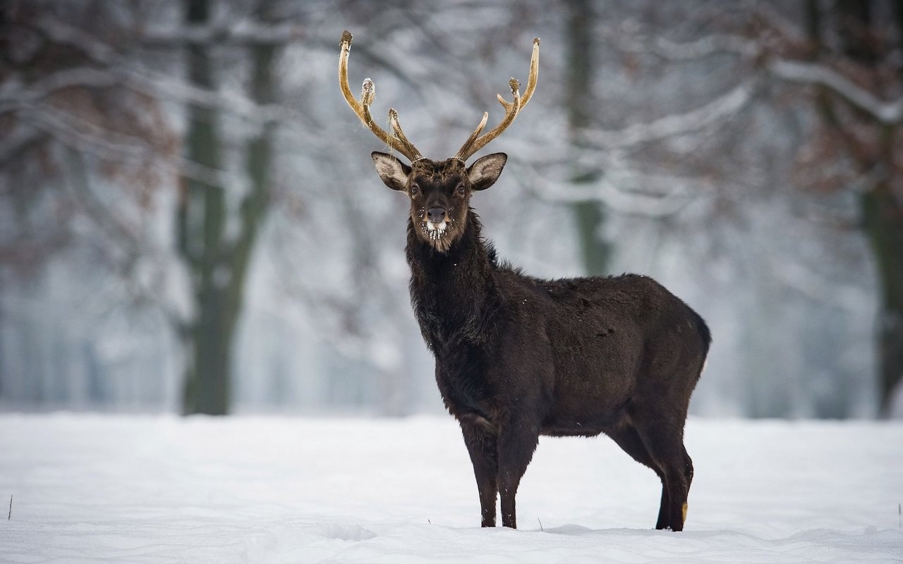 Sikahirsche sind im Winterfell teilweise schwarz. Im Sommer dagegen ist ihr Fell hellbraun gefärbt und hat weisse Flecken. 