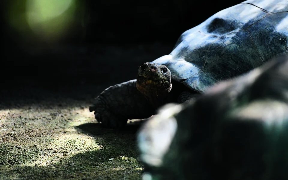 Nur kein Stress: Die Galapagos-Riesenschildkröten im Zoo Zürich laden zur Entschleunigung ein. 