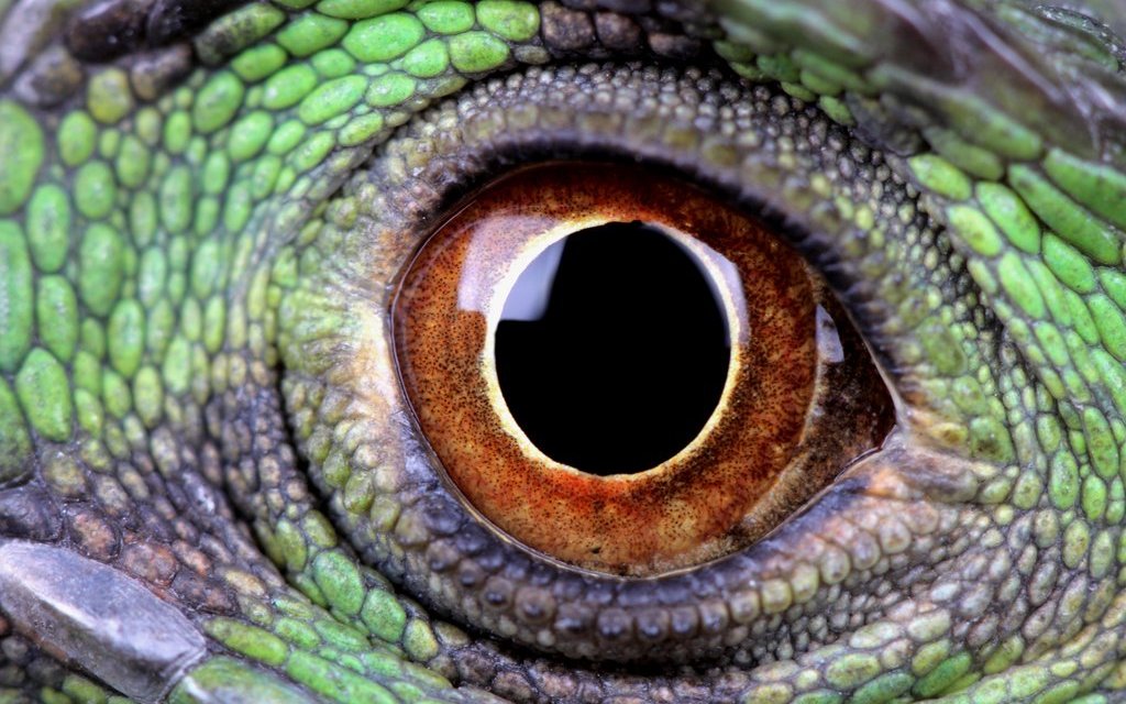 Die Pupillen von Tieren haben verschiedene Formen und können kreisförmig, vertikal geschlitzt, horizontal geschlitzt oder sogar herzförmig sein.