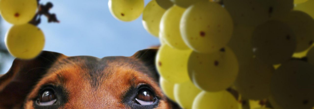 Trauben können für Hunde lebensgefährlich werden