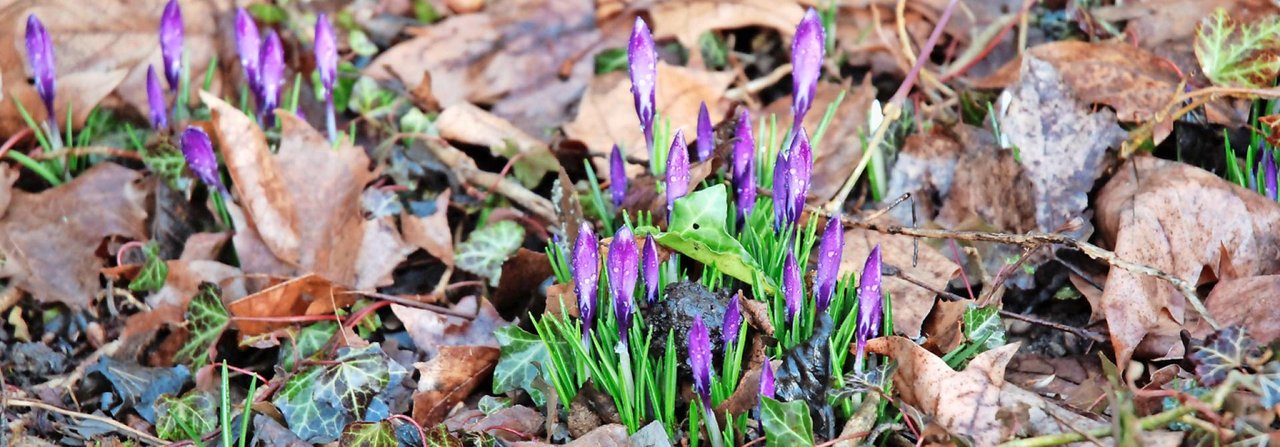 Krokusse lassen sich gut in bestehende Blumenwiesen und mitten in eine Rasenfläche pflanzen.