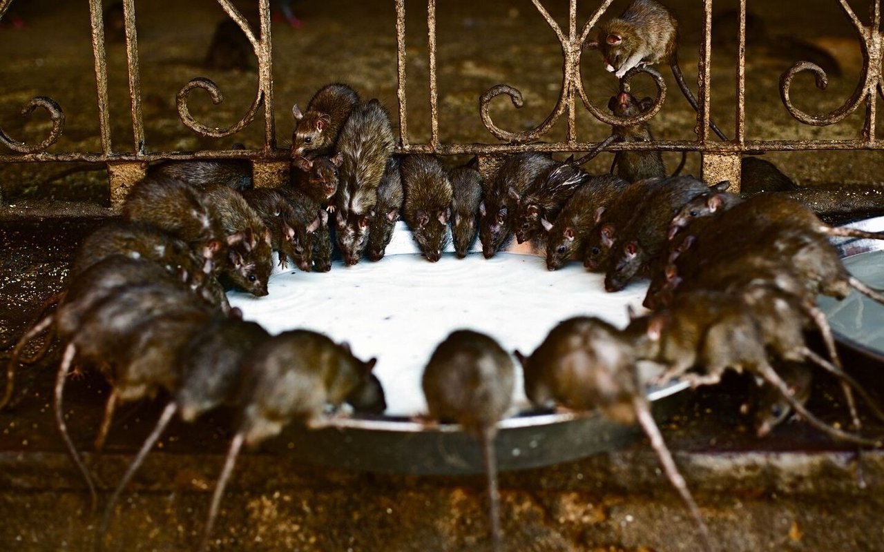 Im indischen Karni-Mata-Tempel werden tausende Ratten gefüttert und verehrt. 