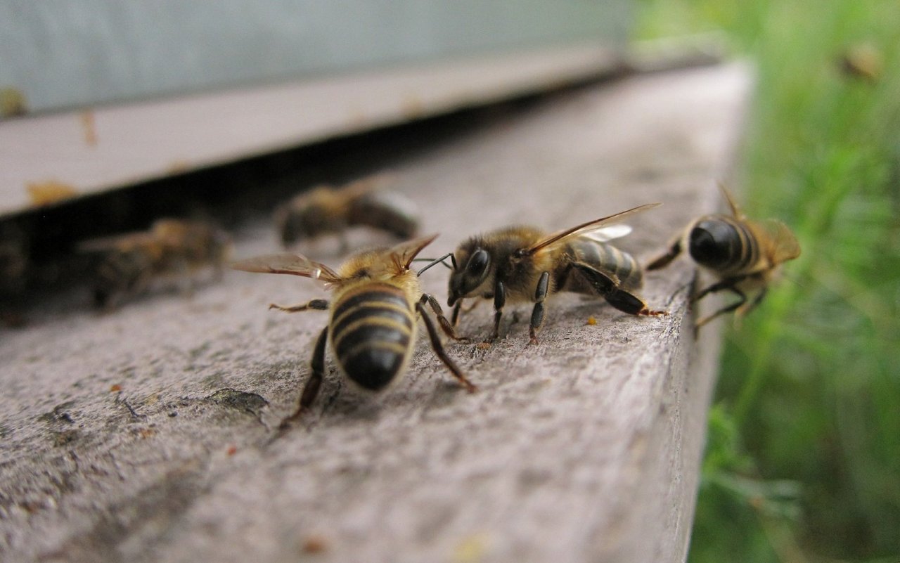 Aggressive Bienenvölker sind in der Zucht weniger akzeptiert. 