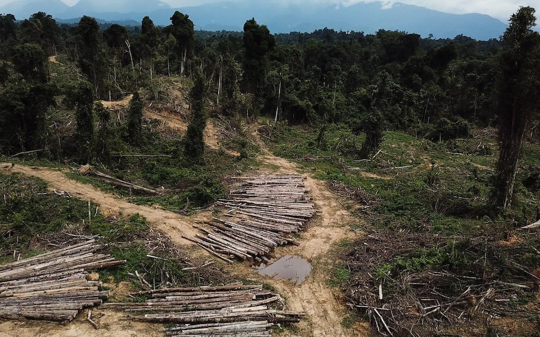 Der Bruno Manser Fonds kämpft gegen die illegale Abholzung des Regenwalds. 