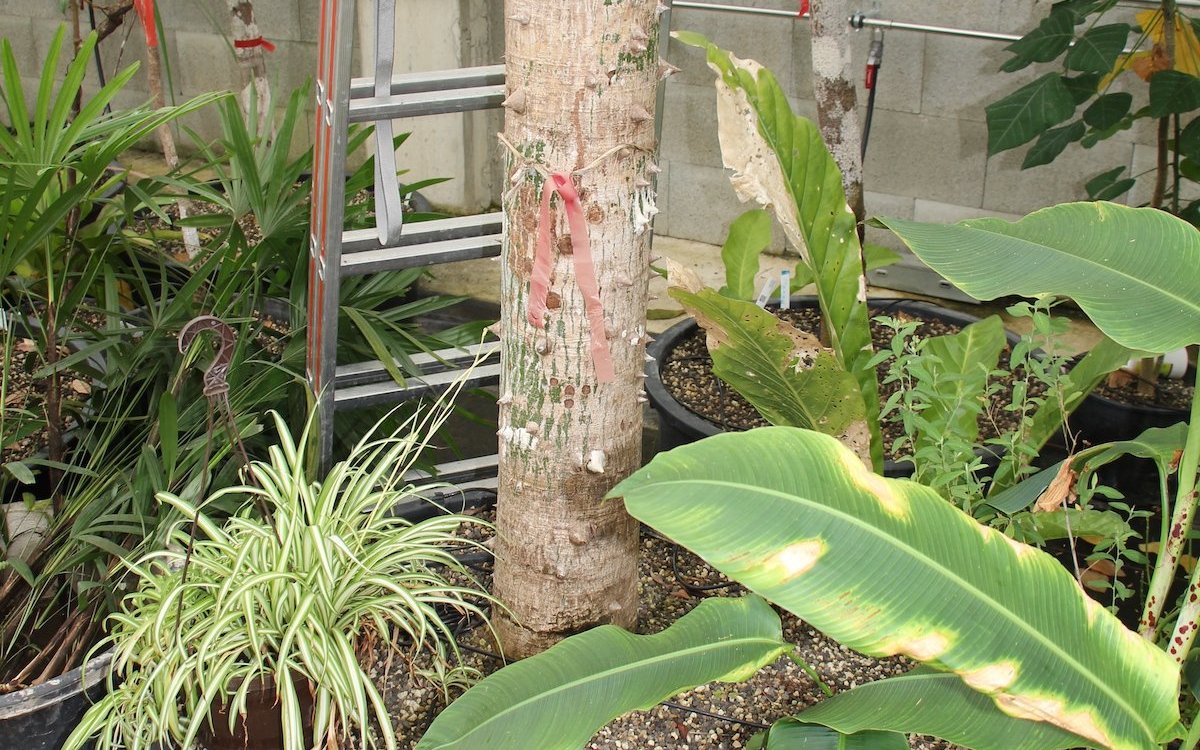 Der Kapokbaum wird absichtlich in einer flachen Schale gezogen, denn auch in der Natur haben die Tropenwälder nur eine geringe Humusschicht, so dass die Bäume Brettwurzeln bilden, um sich abzustützen. 
