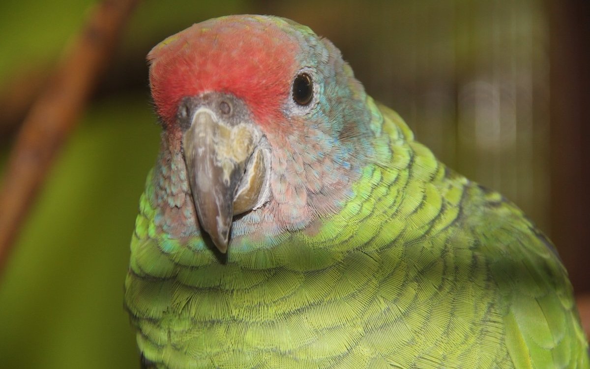 Rotschwanzamazonen sind gefährdet und neu im Exotarium des Zoos Zürich zu sehen. 