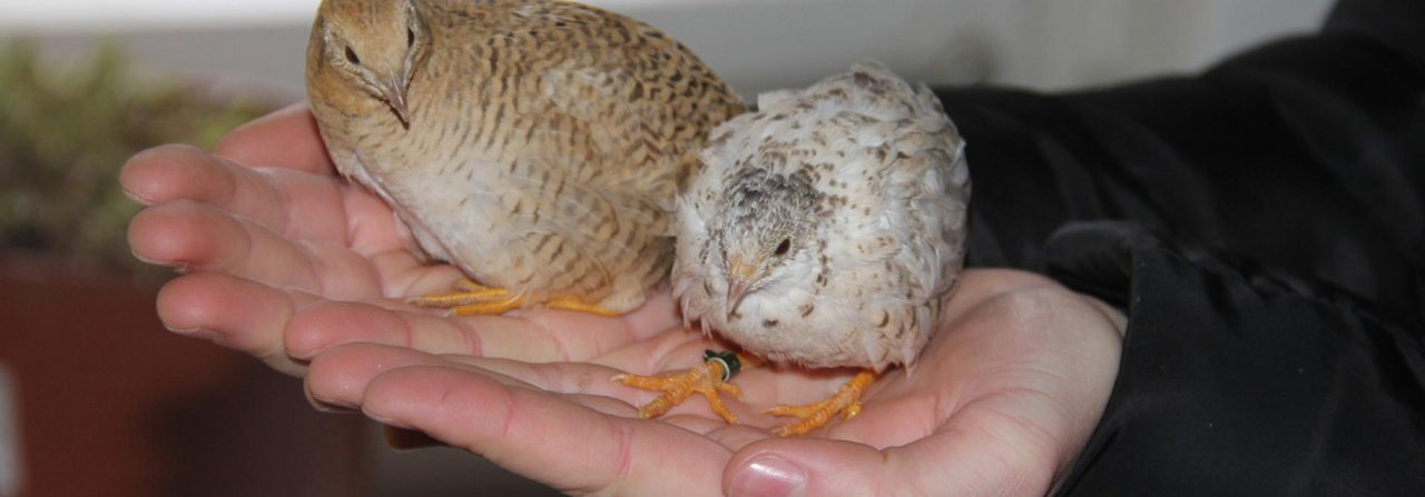 Zwei zutrauliche Chinesische Zwergwachtel-Hennen, links Wildfarbe falbe, rechts Rotbrust falbe.