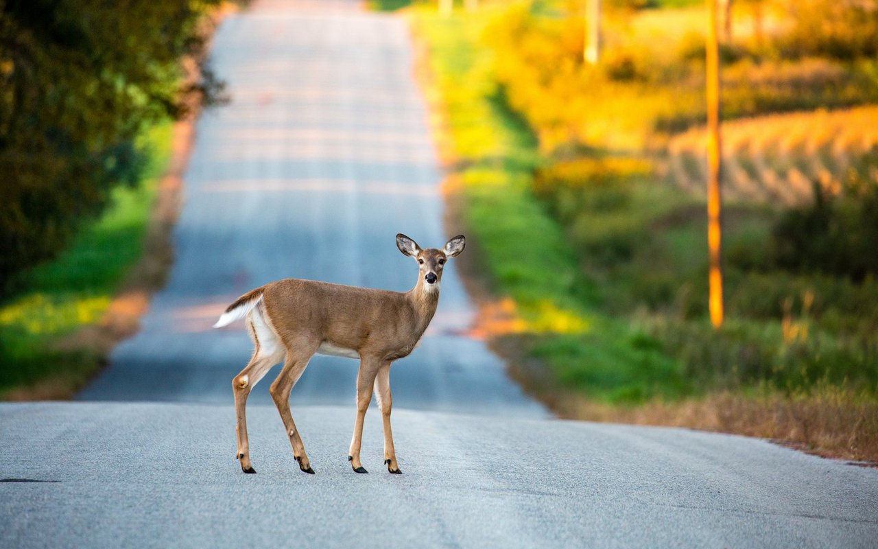Tiere wie Rehe können die Gefahr eines Autos nicht richtig einschätzen. 