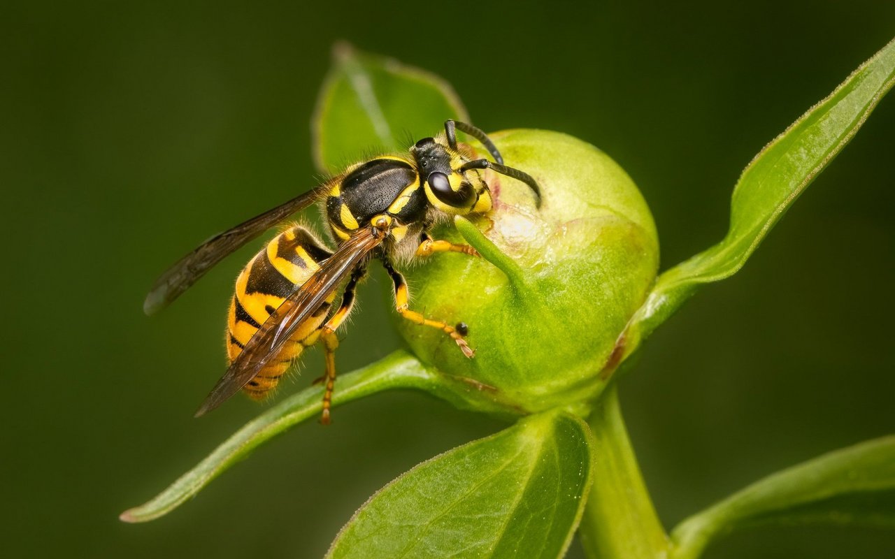 Wespen: Die surrenden Insekten können nervig sein, sind aber selten schädlich. Nur zwei Arten, die in der Schweiz heimisch sind, haben es auf unsere Süssspeisen abgesehen. Solange ihre Nester nicht gestört werden und wir hektische Bewegungen vermeiden, sollte es nicht zu Problemen kommen. Und falls doch, können sie von Experten entfernt werden.