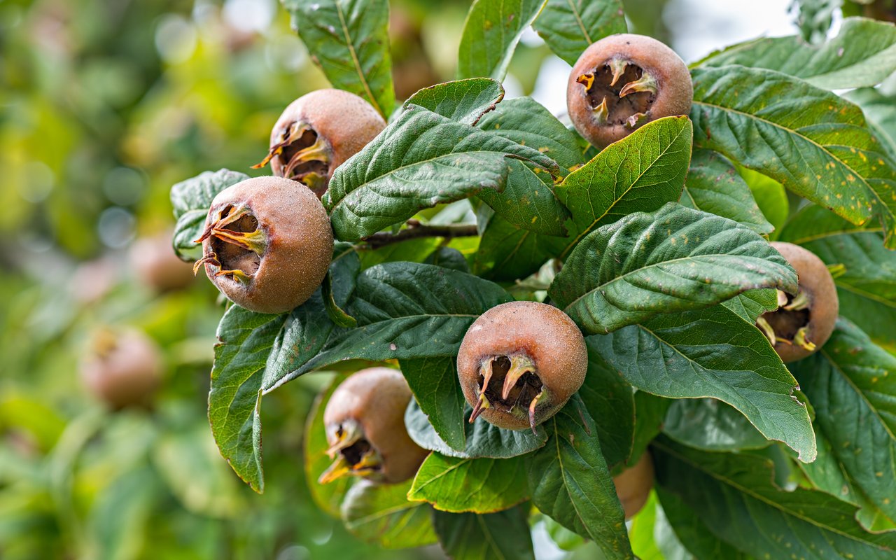 Mispel (Mespilus germanica)