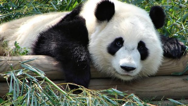Grosser Panda im Bambus
