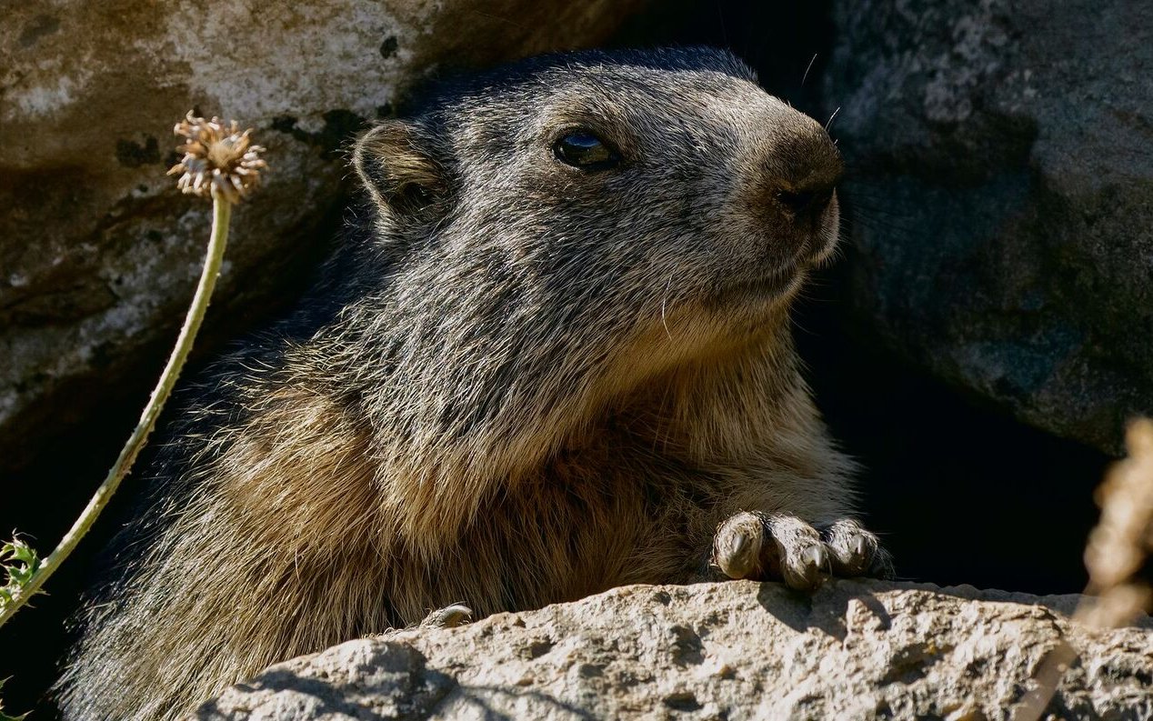 Auch Murmeltiere fühlen sich im Aostatal sehr wohl.