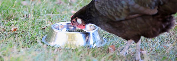 Huhn frisst Brennesseln