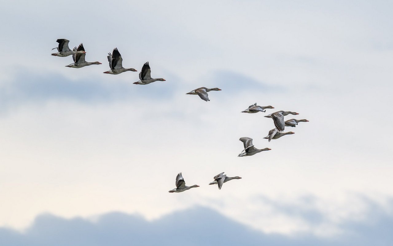 Auch Zugvögel brauchen Lebensräume zum Rast machen. 