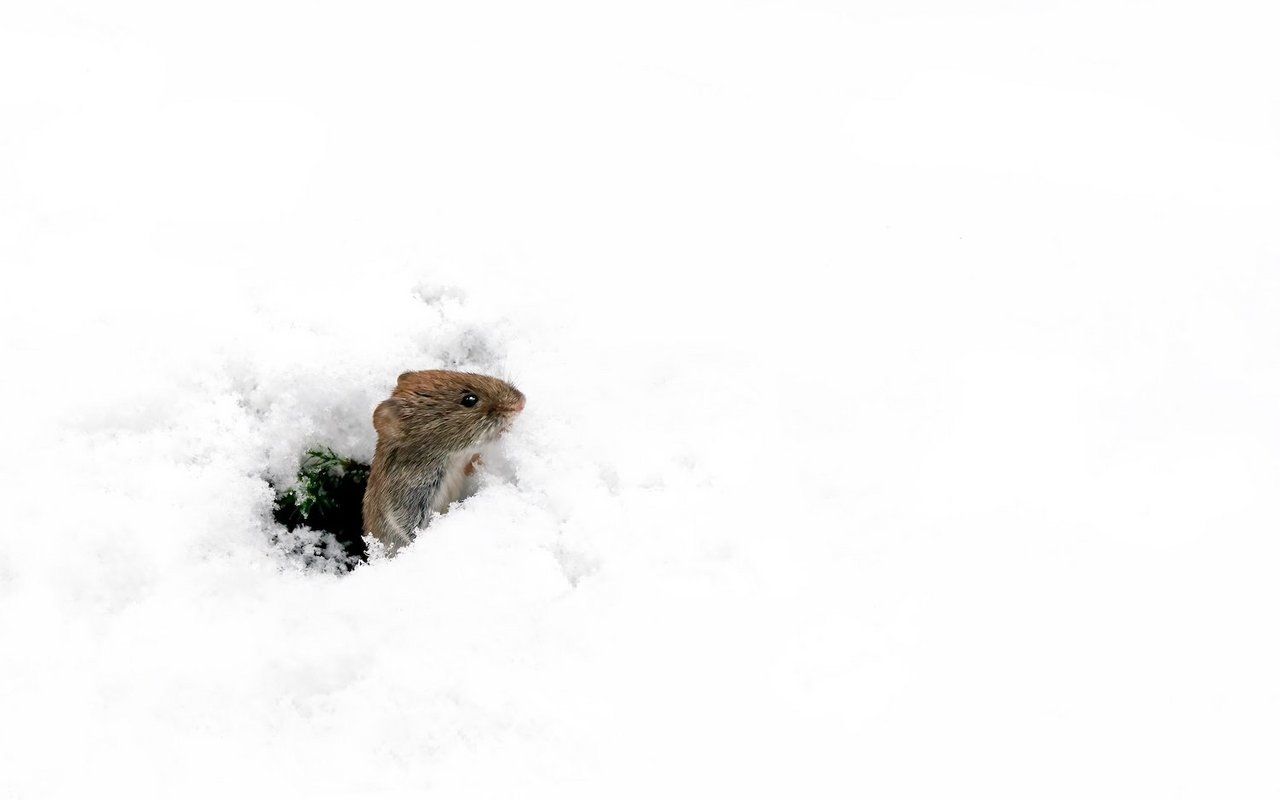 Kleine Säugetiere wie Nager und Insektenfresser leben gut geschützt unter der Schneedecke.