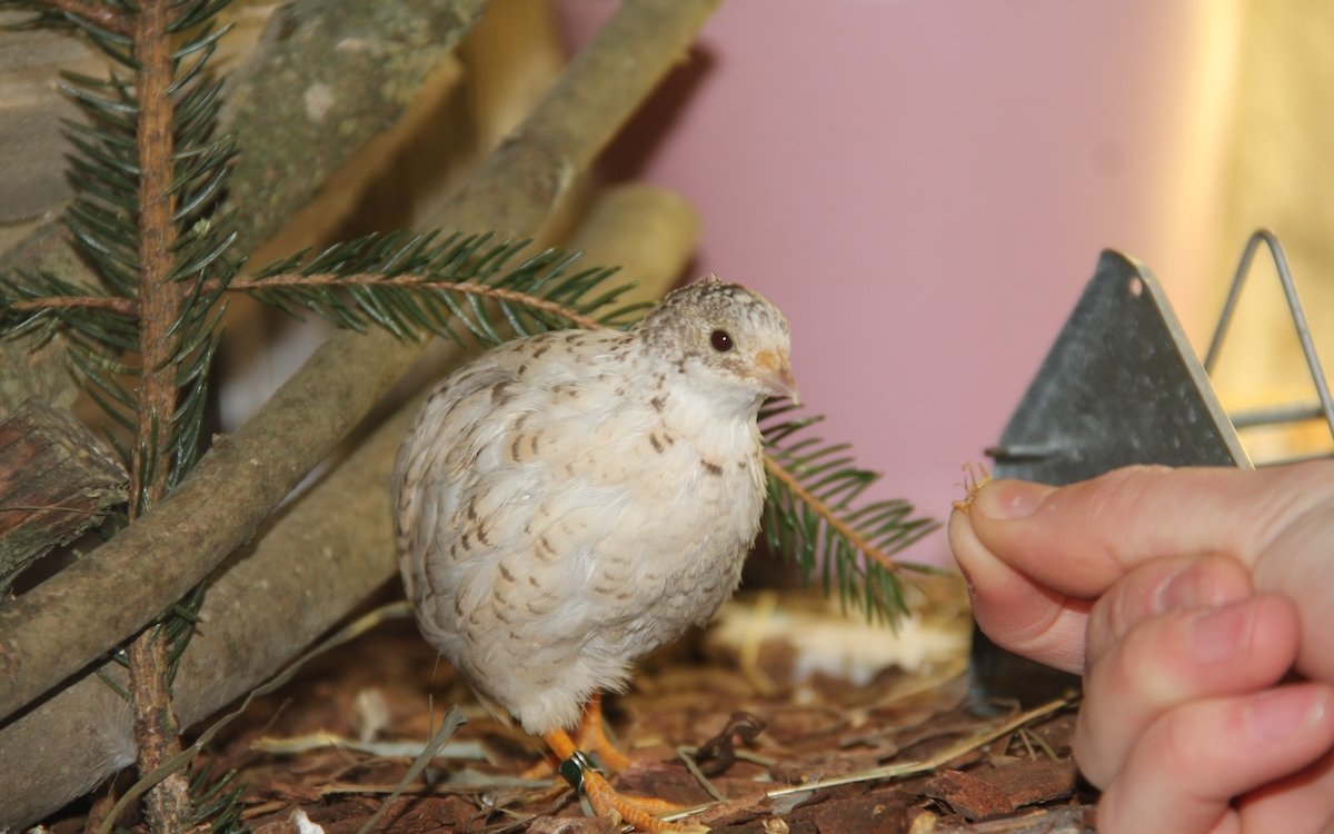 Chinesische Zwergwachteln können zutraulich werden.