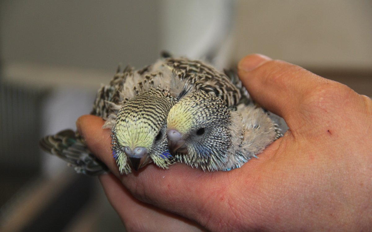 In einem Vogelzuchtverein wie der EXOTIS oder Ziervögel Schweiz wird Wissen zur Zucht vermittelt, so dass beispielsweise junge Wellensittiche heranwachsen. 