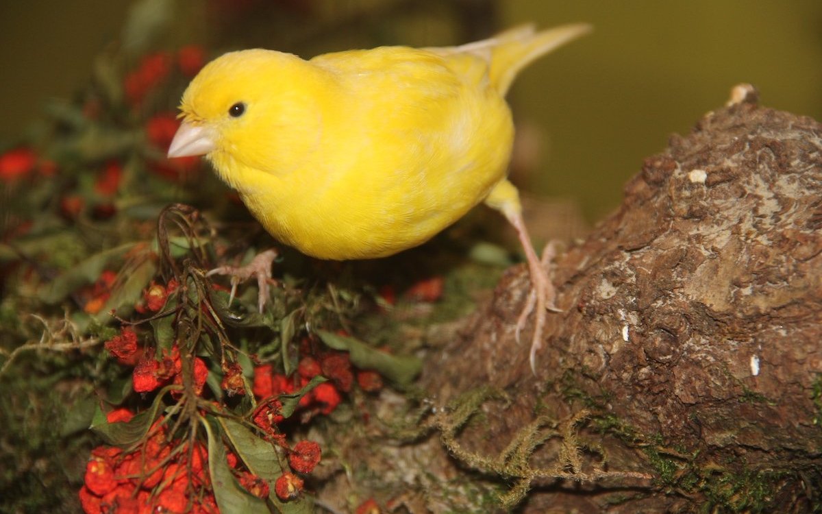 Es ist wichtig, dass Volierenvögel wie dieser Kanarienvogel mit natürlichen Gegenständen in Kontakt kommen. 