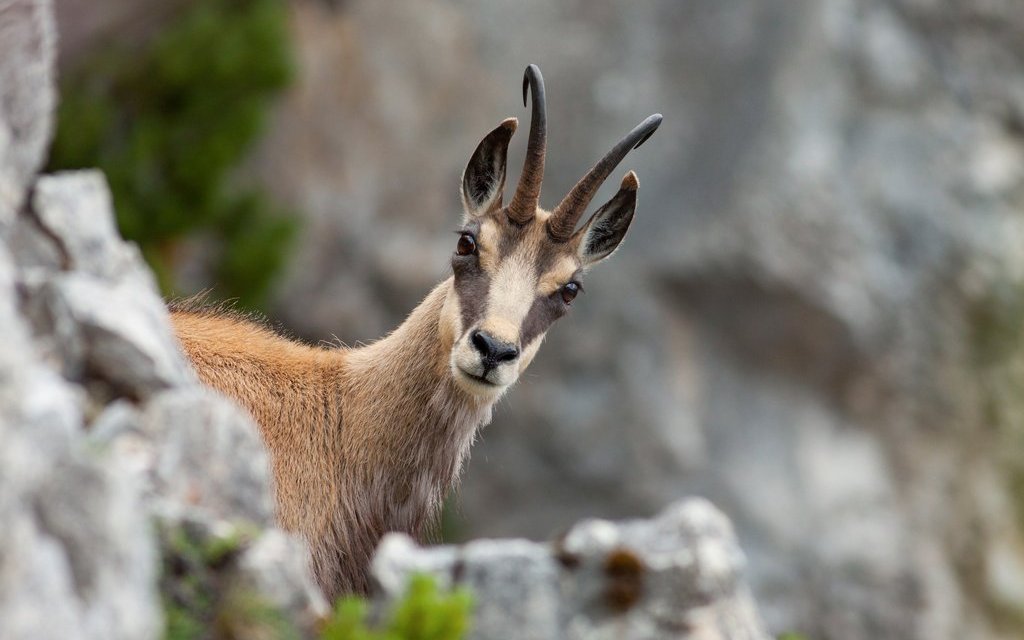 Gämsen finden sich in weiten Teilen der Alpen, lassen sich aber besonders gut im Jagdbanngebiet Kiental im Kanton Bern beobachten. 